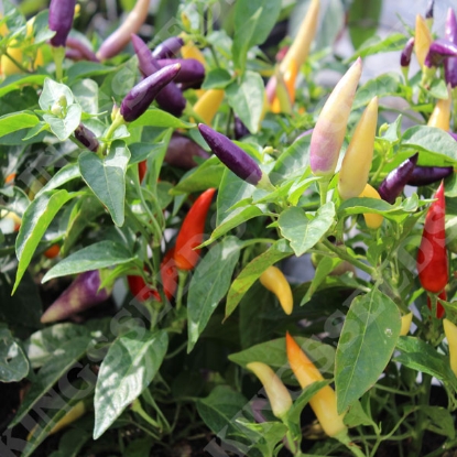 Picture of Capsicum Chilli Pepper Jazz